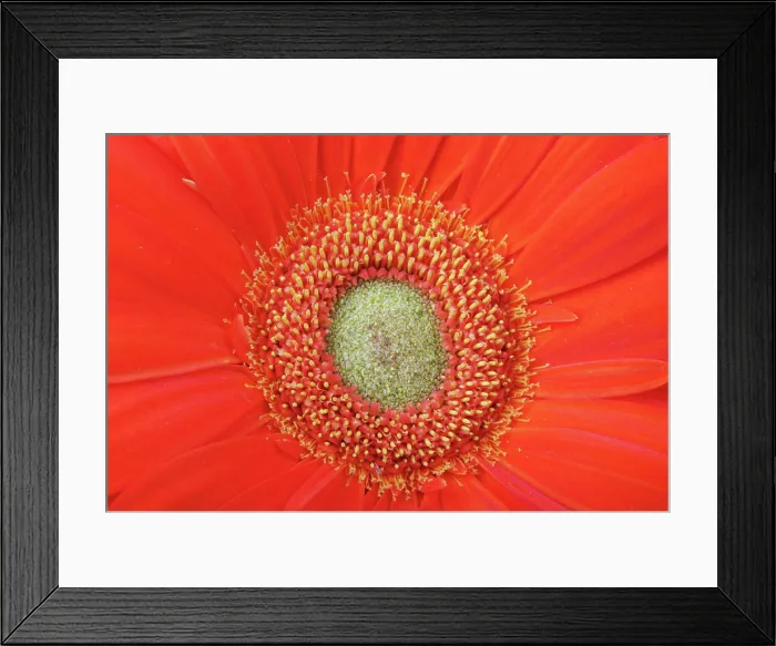 Framed Print : red gerbera flower close up background macro photo beauty red gerbera flower close up background Copyright: xZoonar