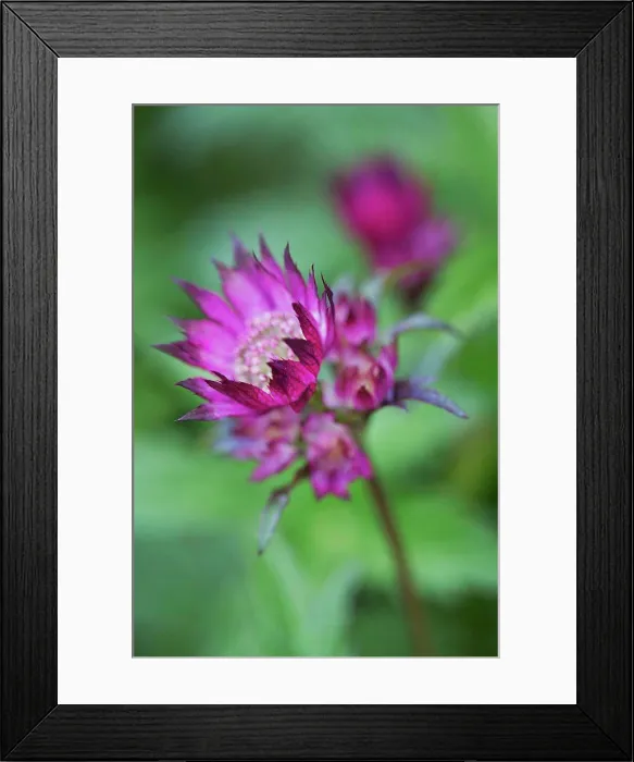 Framed Print : Close up of flower with vivid pink petals Framed Print : Close up of flower with vivid pink petals
