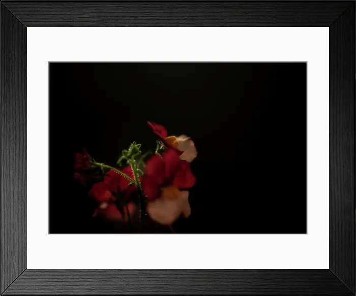 Framed Print : RED AND WHITE FLOWERS UP CLOSE Framed Print : RED AND WHITE FLOWERS UP CLOSE