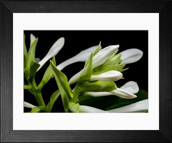 Framed Print : Beautiful Blooming white hosta or plantain lily flower isolated on a black background. Flower heads close-up Framed Print : Beautiful Blooming white hosta or plantain lily flower isolated on a black background. Flower heads close-up