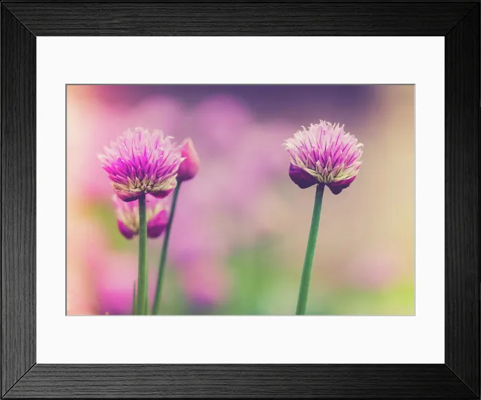 Framed Print : Close up of two purple Chives flower Close up of two beautiful purple Chives flower Copyright: xZoonar Framed Print : Close up of two purple Chives flower Close up of two beautiful purple Chives flower Copyright: xZoonar