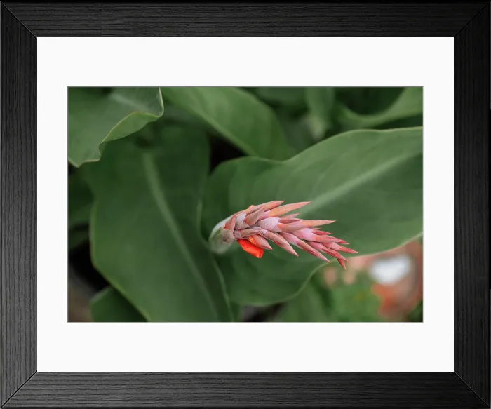Framed Print : Close-up of a vibrant canna flower bud with lush green foliage