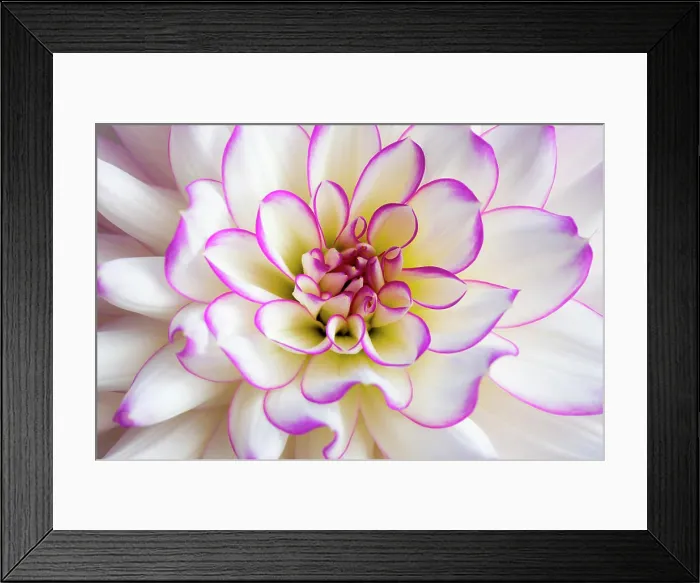 Framed Print : Close up of a white and pink Dahlia flower Framed Print : Close up of a white and pink Dahlia flower