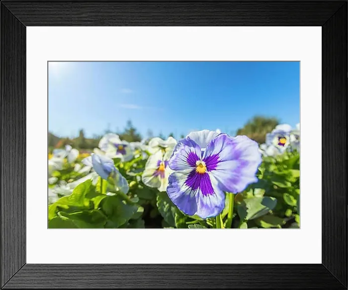 Framed Print : Pansy Flower Close Up, Purple Pink Pansy in Garden Framed Print : Pansy Flower Close Up, Purple Pink Pansy in Garden