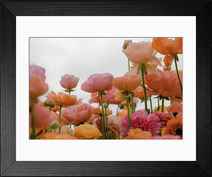 Framed Print : close up of delicate petals of ranunculus flowers Framed Print : close up of delicate petals of ranunculus flowers