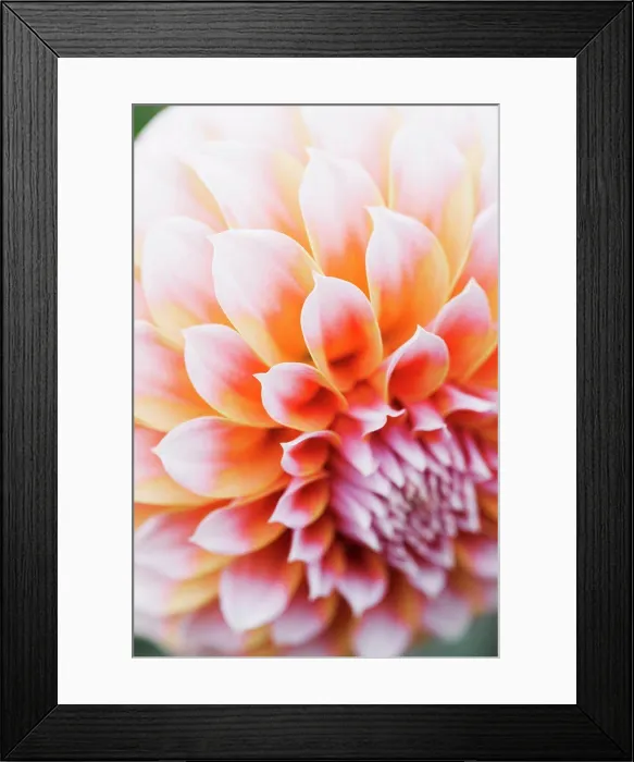 Framed Print : Close up of a dahlia flower Framed Print : Close up of a dahlia flower