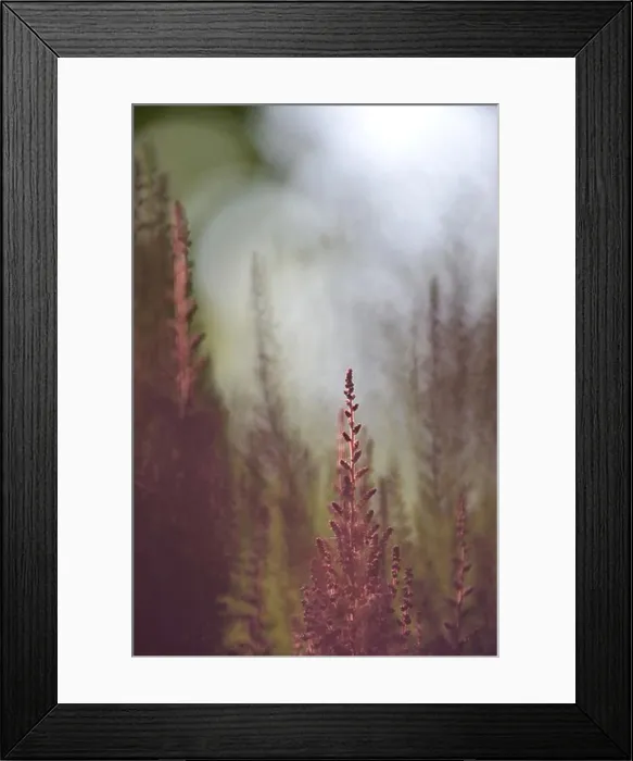 Framed Print : Close-up of flowers Framed Print : Close-up of flowers