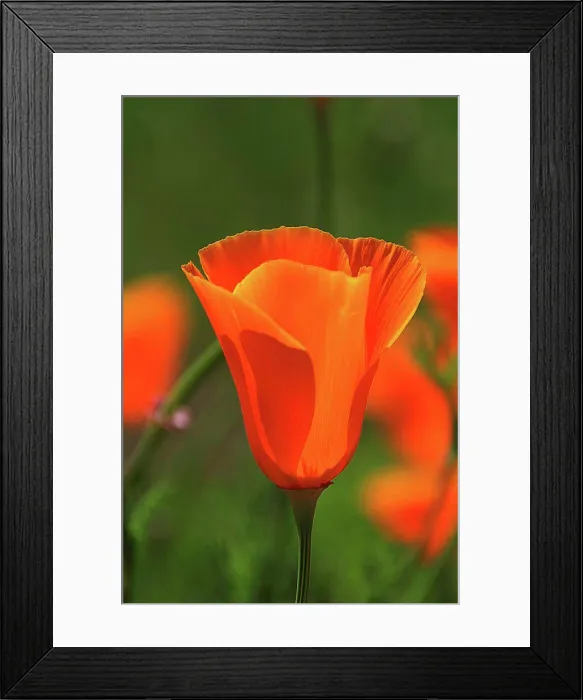 Framed Print : Close-up of a poppy flower