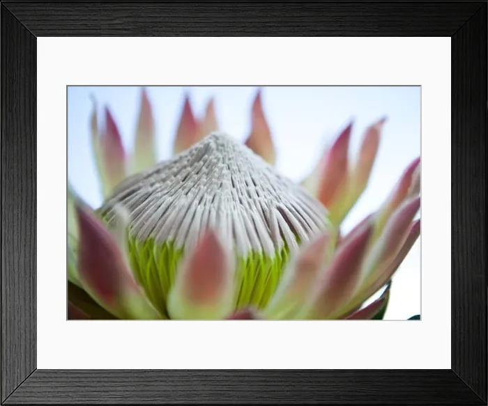 Framed Print : Close-up of a water lily flower