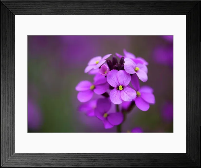 Framed Print : Close-up of Erysimum Bowles Mauve flowers Framed Print : Close-up of Erysimum Bowles Mauve flowers