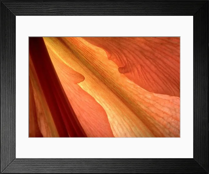 Framed Print : Close-up of Flower Petal