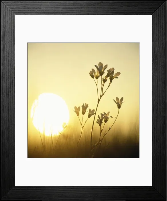 Framed Print : Flowers with sun in background, close-up Framed Print : Flowers with sun in background, close-up