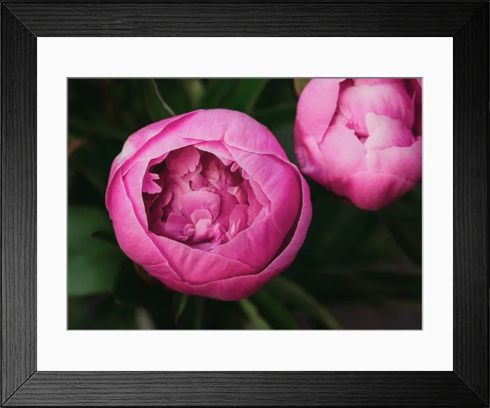 Framed Print : Close up of pink peony flowers starting to bloom in a garden Framed Print : Close up of pink peony flowers starting to bloom in a garden