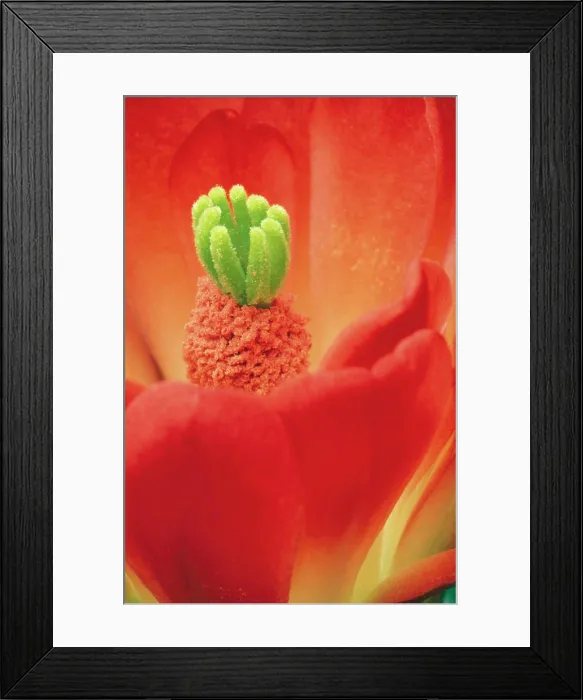 Framed Print : Hedgehog CACTUS Flower - close up Framed Print : Hedgehog CACTUS Flower - close up