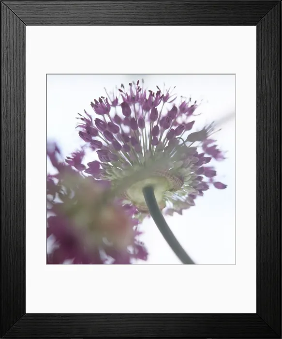 Framed Print : Close-up of allium flower Framed Print : Close-up of allium flower