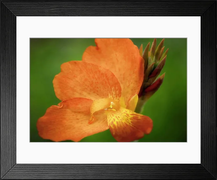 Framed Print : Punch Canna, Close up of Orange coloured flower