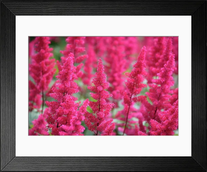 Framed Print : Natural World, Flowers and Foliage, , Close up of astilbe Framed Print : Natural World, Flowers and Foliage, , Close up of astilbe