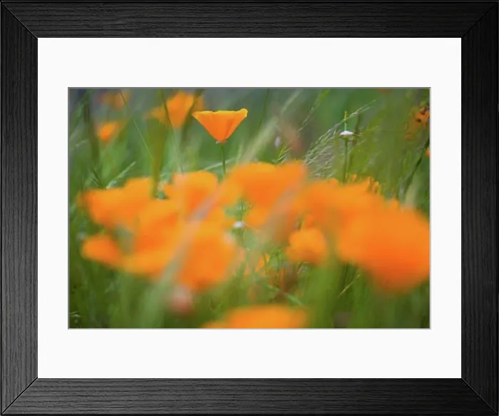 Framed Print : Close Up Of Orange Poppy Flowers Framed Print : Close Up Of Orange Poppy Flowers
