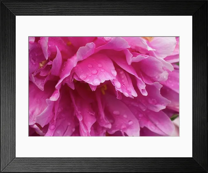 Framed Print : Close-Up Of Pink Flower Framed Print : Close-Up Of Pink Flower