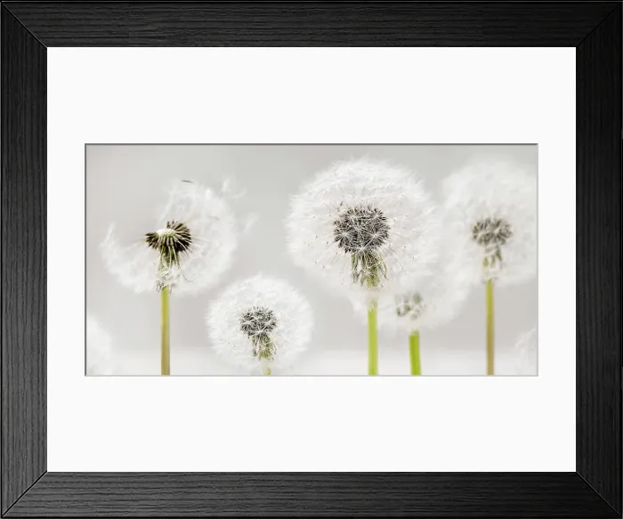 Framed Print : Close up of flowering dandelion close -up of blooming dandelion copyright: xzoonar.com / natashaxbreenx 22733020