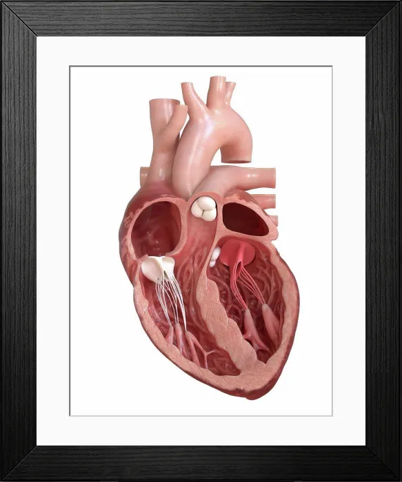 Framed Print : Human heart valves, cross section illustration Framed Print : Human heart valves, cross section illustration