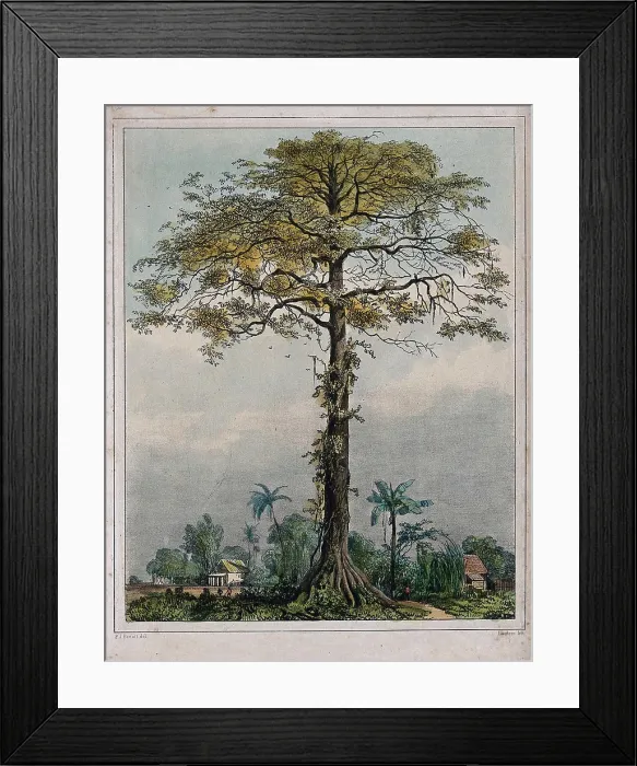 Framed Print : Kapok or silk cotton tree (Ceiba pentandra) growing by a village in Surinam Framed Print : Kapok or silk cotton tree (Ceiba pentandra) growing by a village in Surinam