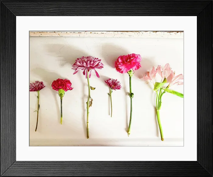 Framed Print : Assorted pink and red flowers laid out on a white surface Framed Print : Assorted pink and red flowers laid out on a white surface