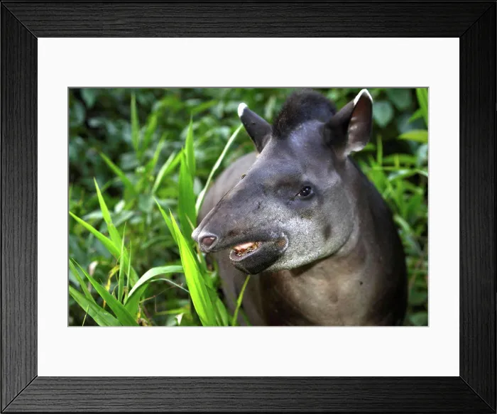 Framed Print : Portrait of South American Tapir riverbank Manu Peru Framed Print : Portrait of South American Tapir riverbank Manu Peru