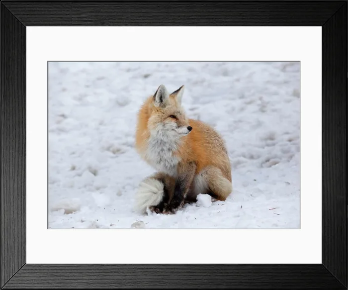 Framed Print : USA, Washington, Mount Rainier National Park. Cascade Fox (Vulpes vulpes cascadensis)