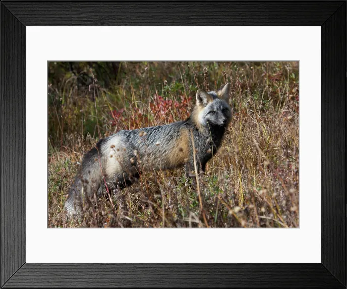 Framed Print : Cascades Red Fox