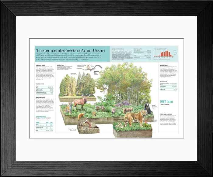Framed Print : Infographic of the ecosystem of the temperate forest of Amur Ussuri (Russia) Framed Print : Infographic of the ecosystem of the temperate forest of Amur Ussuri (Russia)