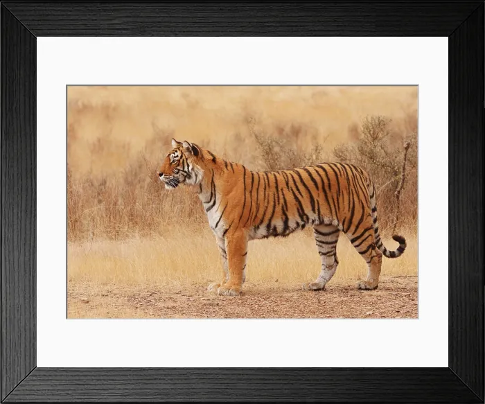 Framed Print : Royal Bengal / Indian Tiger walking around grassland (Panthera tigris) Framed Print : Royal Bengal / Indian Tiger walking around grassland (Panthera tigris)