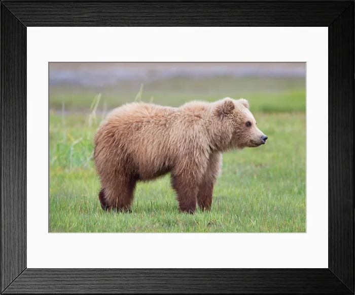 Framed Print : Grizzly bear / Alaska brown bear Ursus arctos horribilis Framed Print : Grizzly bear / Alaska brown bear Ursus arctos horribilis