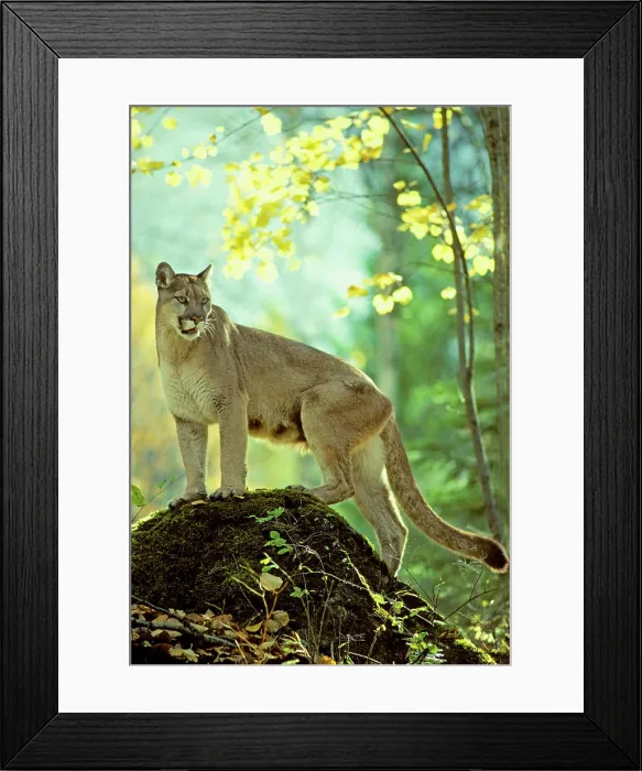 Framed Print : Adult female cougar Puma concolor, Alberta, Canada Framed Print : Adult female cougar Puma concolor, Alberta, Canada