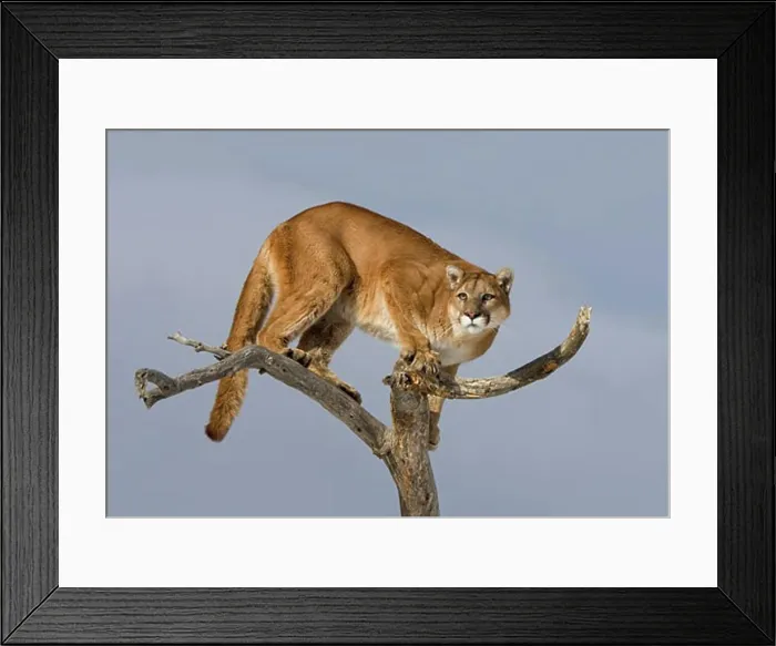 Framed Print : Mountain lion (Puma concolor) standing on a tree Framed Print : Mountain lion (Puma concolor) standing on a tree