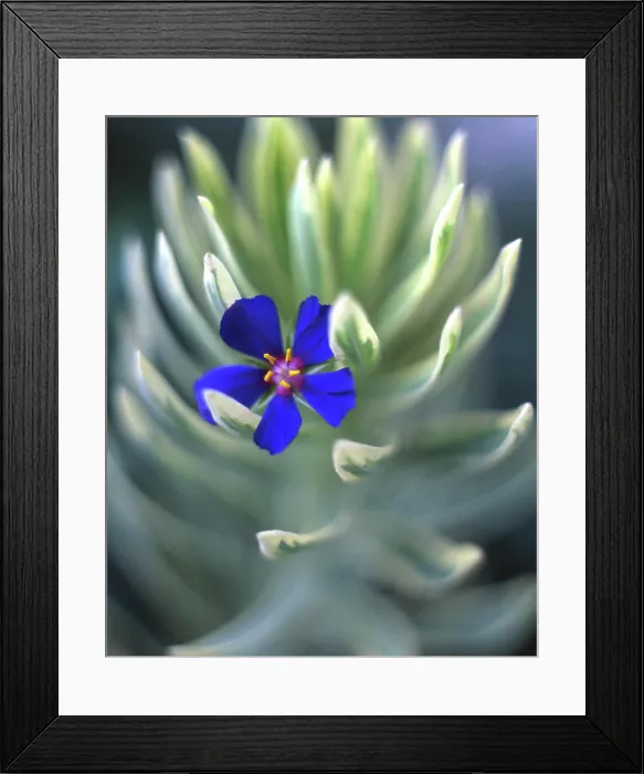 Framed Print : USA, Oregon, Portland, Close-up of blue pimpernel bloom caught on euphorbia plant Framed Print : USA, Oregon, Portland, Close-up of blue pimpernel bloom caught on euphorbia plant