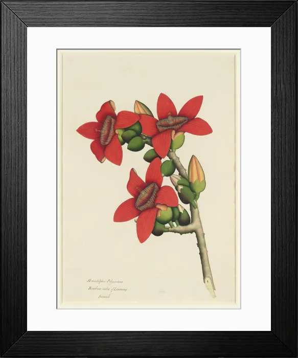 Framed Print : Cotton Tree Flowers ca. 1800-1805 This vividly colored drawing Framed Print : Cotton Tree Flowers ca. 1800-1805 This vividly colored drawing