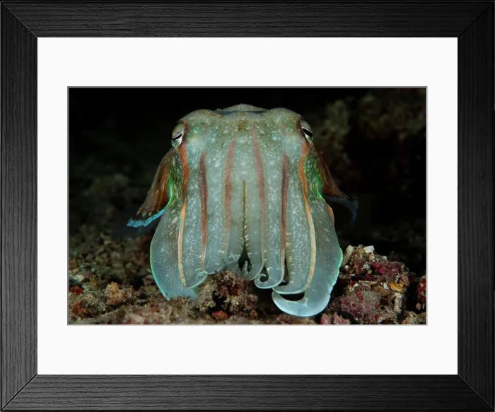 Framed Print : A Smith's cuttlefish resting on the sea floor, Mabul, Sabah, Malaysia Framed Print : A Smith's cuttlefish resting on the sea floor, Mabul, Sabah, Malaysia