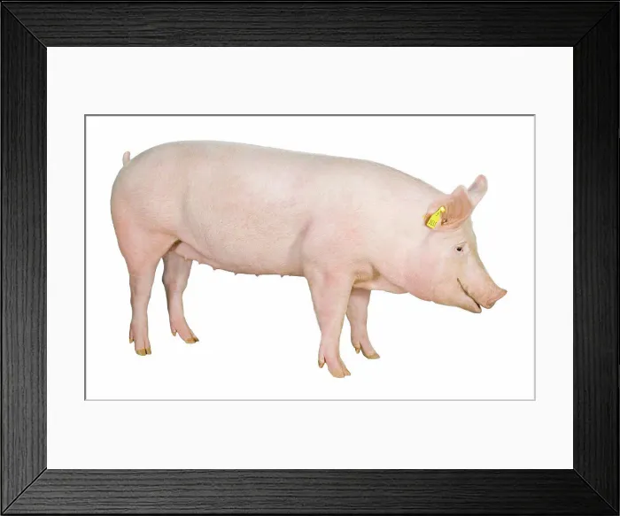 Framed Print : Young Large White sow on white background