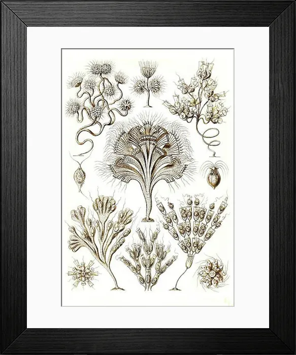 Framed Print : Flagellata, flagellates or flagellate are a group of unicellular Framed Print : Flagellata, flagellates or flagellate are a group of unicellular