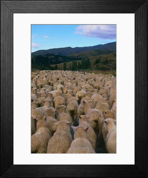 Framed Print : A flock of sheep, Crown Range Saddle, mountain pass, Cardrona, South Island, New Zealand