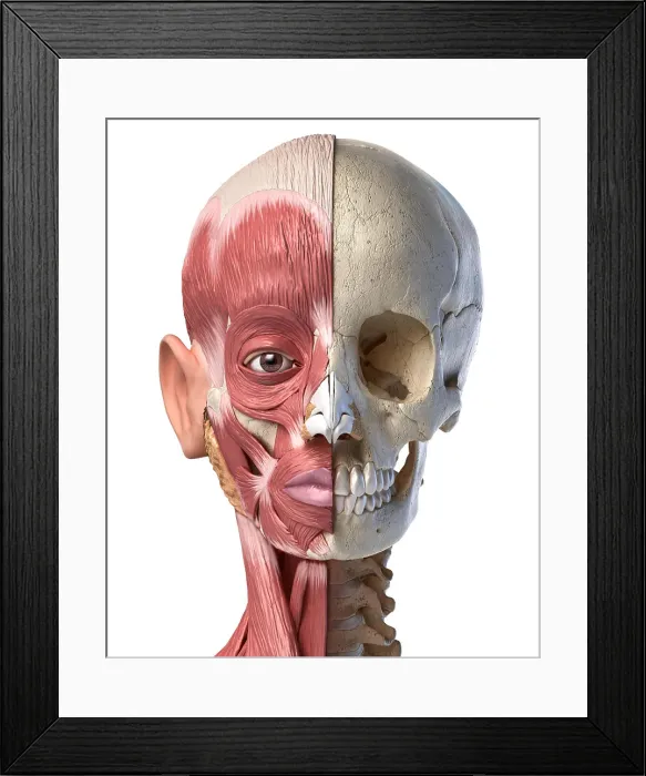Framed Print : Menschliche Kopfmuskeln und Schädel Framed Print : Menschliche Kopfmuskeln und Schädel