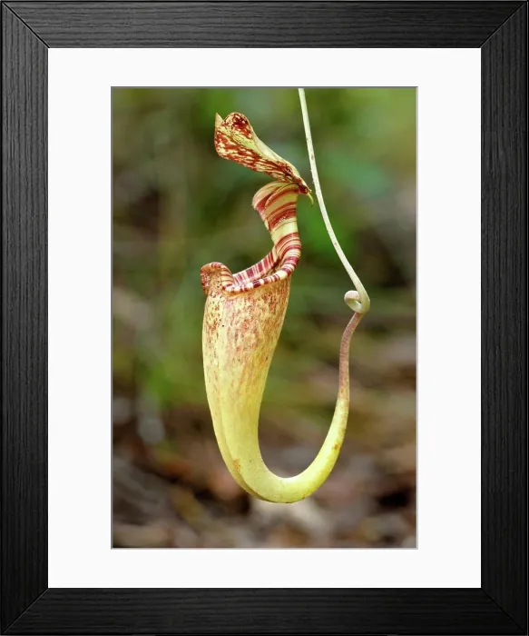 Framed Print : Upper aerial pitcher of Pitcher plant (Nepenthes rafflesiana) growing in Kerangas Forest