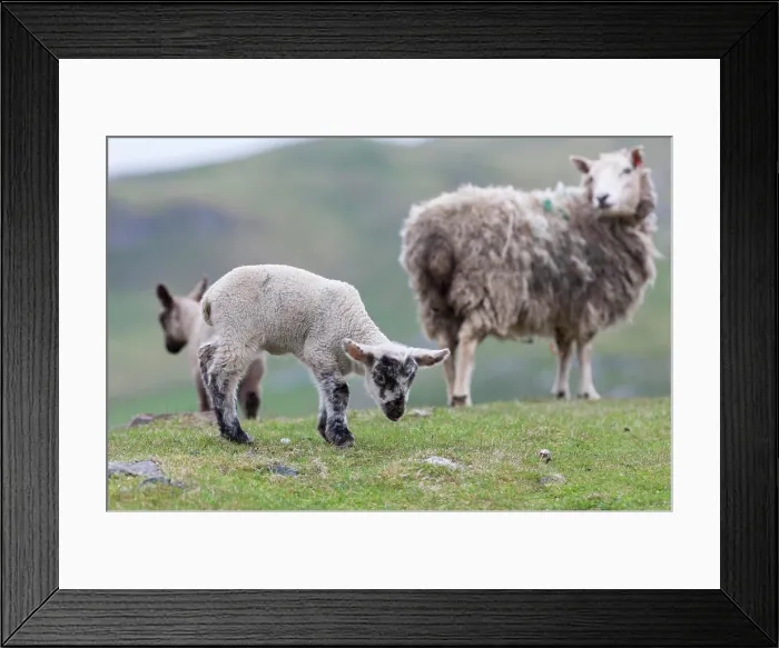 Framed Print : Shetland Sheep, a traditional, hardy breed of the Northern Isles in Scotland Framed Print : Shetland Sheep, a traditional, hardy breed of the Northern Isles in Scotland