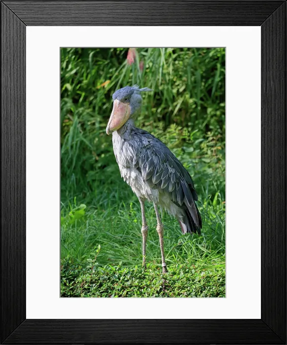 Framed Print : Shoebill, (Balaeniceps rex), adult searching for food, captive, Africa Framed Print : Shoebill, (Balaeniceps rex), adult searching for food, captive, Africa