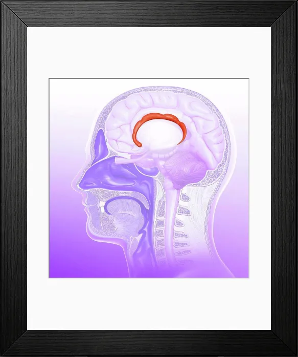 Framed Print : Illustration of the cingulate gyrus of the human brain