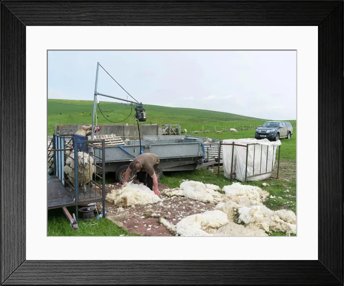 Framed Print : Shearing Shetland sheep in a paddock Framed Print : Shearing Shetland sheep in a paddock