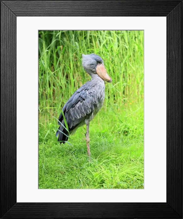 Framed Print : Shoebill, (Balaeniceps rex), adult searching for food, captive, Africa Framed Print : Shoebill, (Balaeniceps rex), adult searching for food, captive, Africa