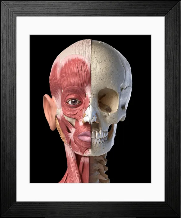 Framed Print : Menschliche Kopfmuskeln und Schädel Framed Print : Menschliche Kopfmuskeln und Schädel