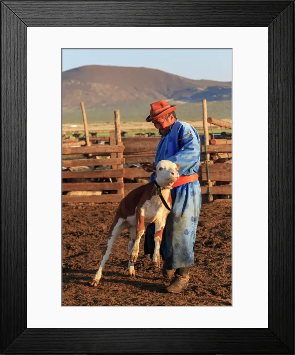Framed Print : Man in traditional clothing (blue deel) handles calf in pen Framed Print : Man in traditional clothing (blue deel) handles calf in pen